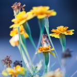 Рождениците днес 