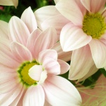 Рождениците днес 