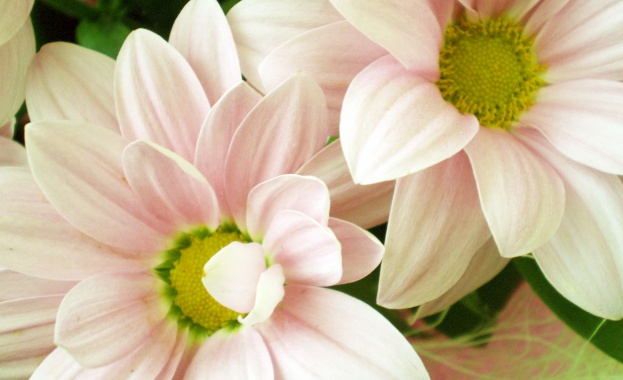 Рождениците днес 