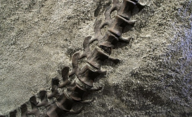 В Китай откриха два динозавъра на 180 милиона години