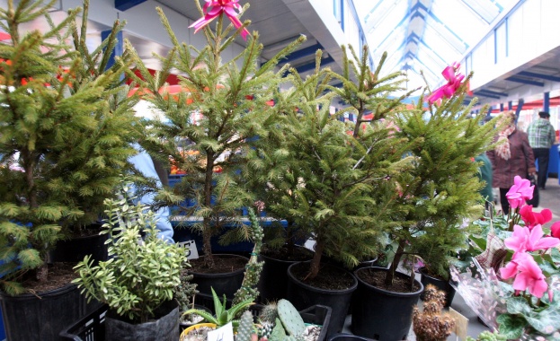 От днес стартира продажбата на живи елхичка