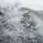 Предстоящи събития 