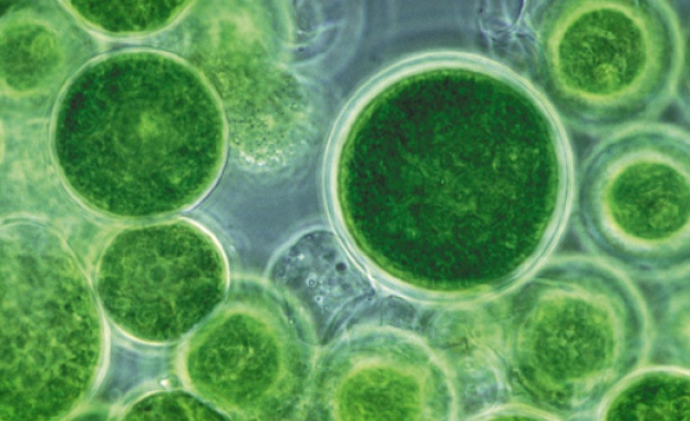 Учени добиват енергия от фотосинтезата на синьо-зелени водорасли