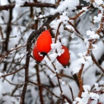 Предстоящи събития в страната 