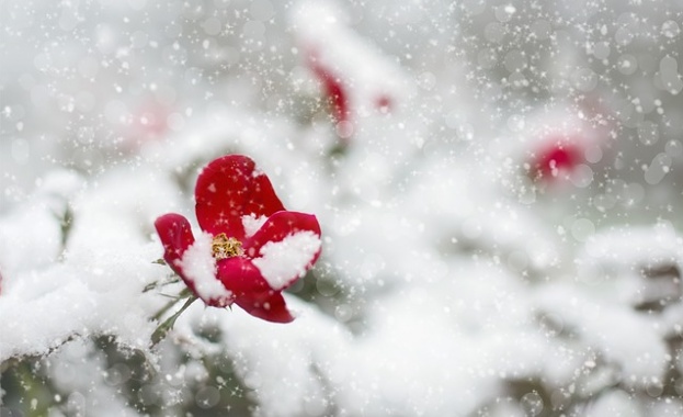 Рождениците днес 