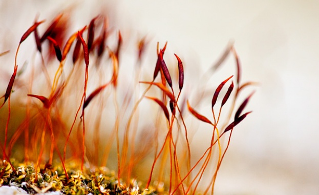 Рождениците днес 