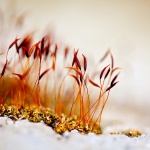 Рождениците днес 