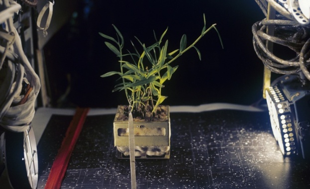 Руски космонавти ще отглеждат чушки в Космоса