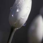 Рождениците днес 