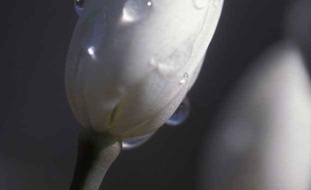 Рождениците днес 