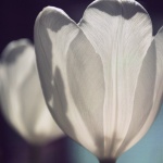 Рождениците днес 