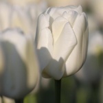 Предстоящи събития в страната