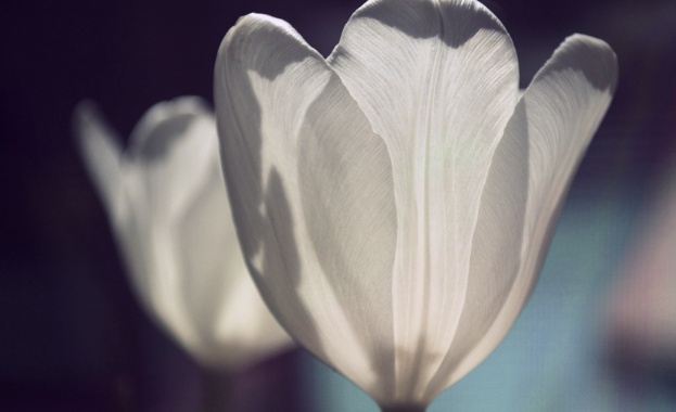 Рождениците днес 