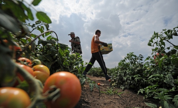 Медведев: Въвеждането на контрасанкциите се оказа изгодно за руските земеделски производители