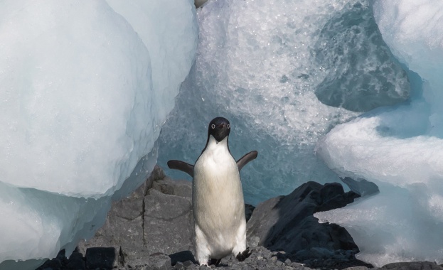 150 хиляди пингвина загинали на Антарктида през последните пет години 