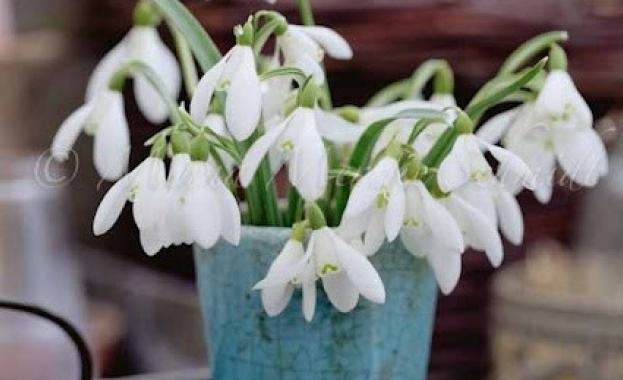 Рождениците днес 