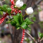 Предстоящи събития