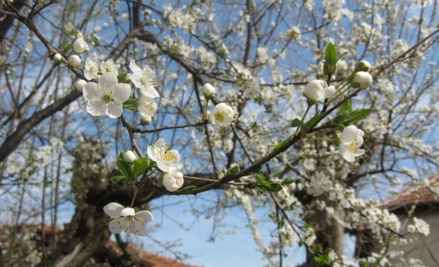 Тричленно жури ще оценява стиховете в международния поетичен конкурс „Белоцветните вишни"