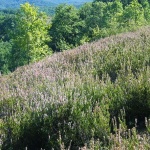 Пиренът е реликтен вид от времето на терциера и вирее само в Странджа