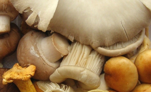 Балсамирани гъби от Полша заливат пазара в Бургас