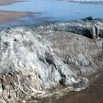 Труп на морско чудовище изплува в Акапулко