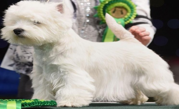 Шотландски териер надви 22 000 кучета в изложението "Кръфтс"