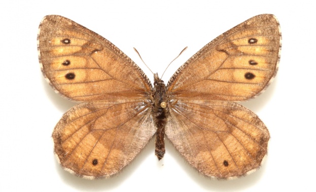 Нов вид пеперуда носи информация за климатичните промени в Аляска