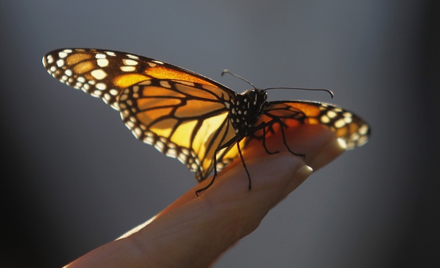 Рождениците днес