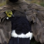 Предстоящи събития за днес, 17 април