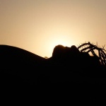 Заспали от тъга...