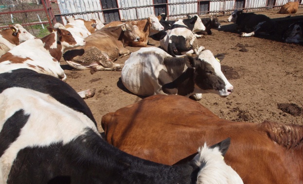 Саудитска Арабия наложи временна забрана за внос на крави от България