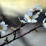 Рождениците днес 