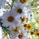 Днес празнуват...