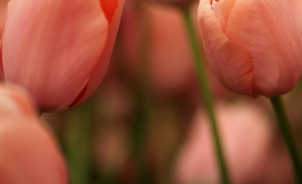 Днес да почерпят...