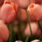 Днес да почерпят...