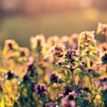 Рождениците днес 