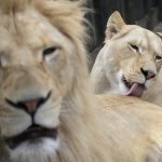 Чили: Два лъва бяха убити заради гол самоубиец