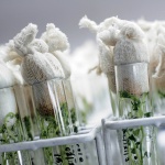 САЩ се отказват от ГМО?