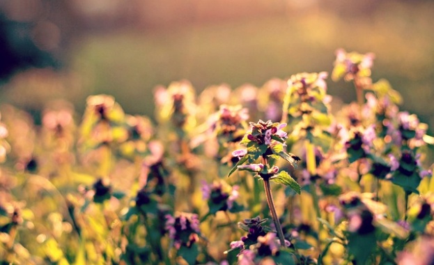 Предстоящи събития в страната 