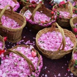 Пламен Николов:Светът е влюбен в българското розово масло