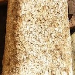 Откриха епиграфски паметник от времето на римския император Филип І Араб