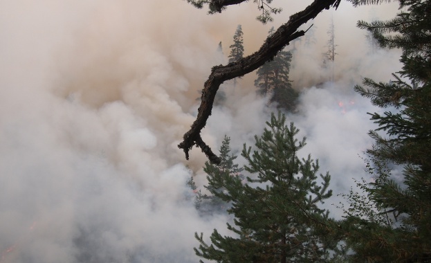 За опасност от горски пожари заради жегата предупреждава Агенцията по горите