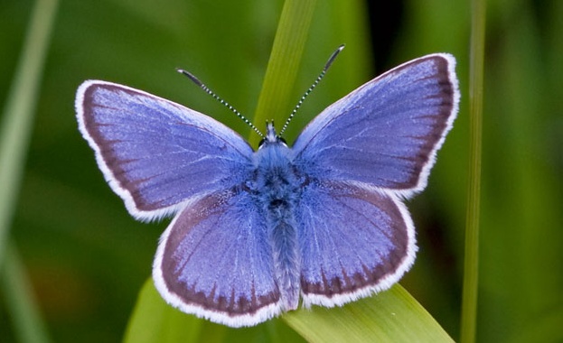 Екзотични пеперуди от цял свят долитат в Бургас
