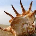 Предстоящи събития в страната 