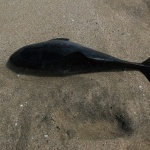 Дете откри мъртъв делфин на плажа "Корал"