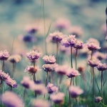 Предстоящи събития