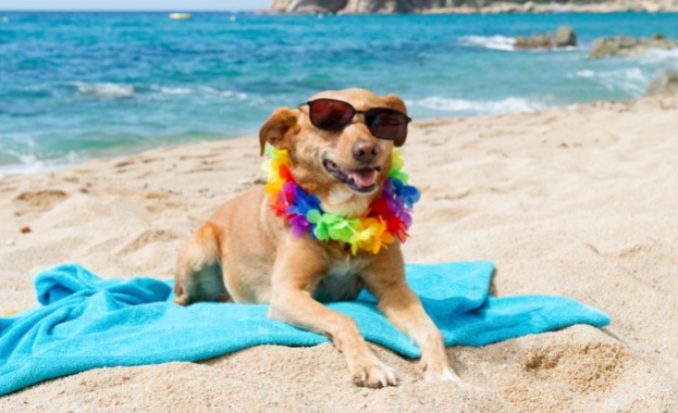 Плаж за кучета на адриатическия бряг