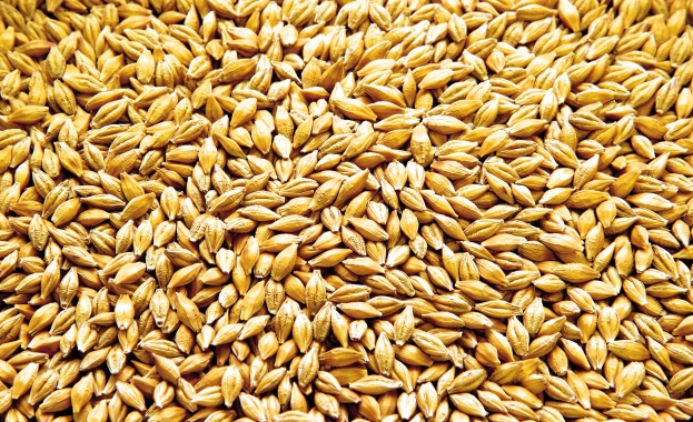 Учени реконструираха генетично ечемик на 6000 години