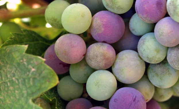 ДФЗ кани лозари да подпишат договорите си за преструктуриране и конверсия на лозя