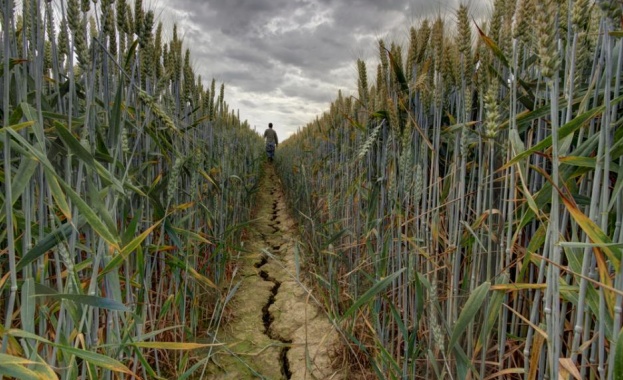 Учени направиха пробив в отглеждането на посеви по време на суша
